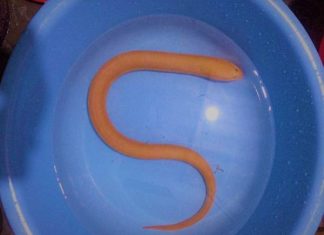 mơ thấy con lươn