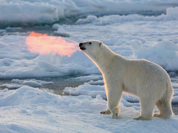 Chiêm bao thấy con gấu vào nhà