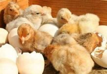 Nằm mơ thấy gà con là điềm gì, chọn con số gì phát tài? Khám phá ý nghĩa giấc mơ thấy gà con là điềm báo gì?