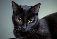 Nằm mơ thấy mèo đen là điềm gì có số gì phát tài