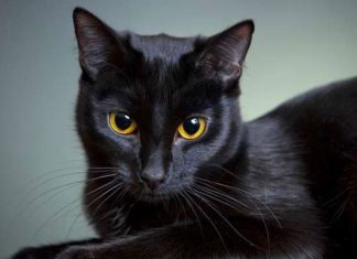 Nằm mơ thấy mèo đen là điềm gì có số gì phát tài