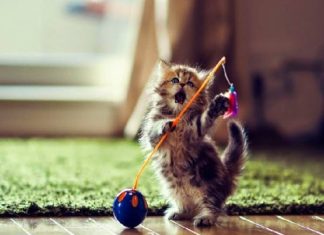 Mơ thấy mèo con là điềm báo gì, chốt sô mấy trúng thưởng?