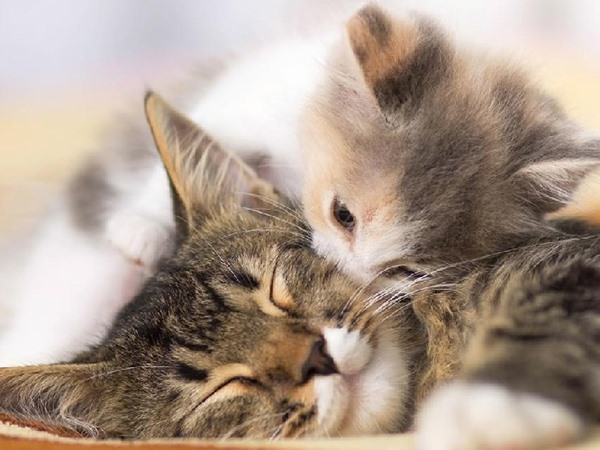 Nằm mơ thấy mèo đẻ là điềm gì, con gì phát lộc?