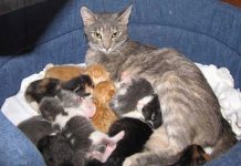 Nằm mơ thấy mèo đẻ là điềm gì, con gì phát lộc?