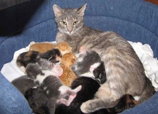 Nằm mơ thấy mèo đẻ là điềm gì, con gì phát lộc?