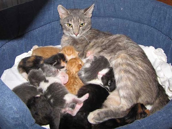 Nằm mơ thấy mèo đẻ là điềm gì, con gì phát lộc?