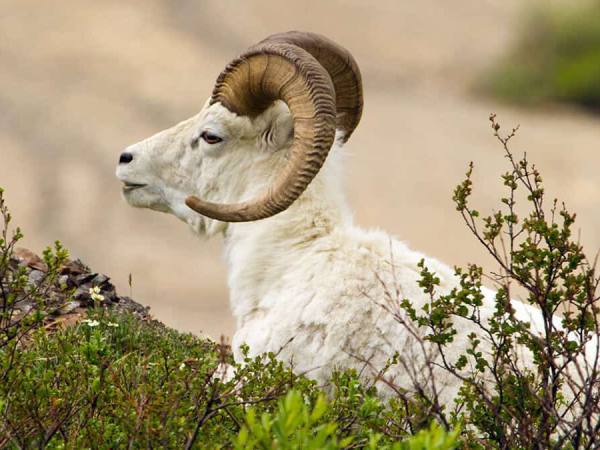 Con số tài lộc tuổi Kỷ Mùi theo giấc mơ