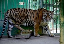 Nằm mơ thấy hổ vào nhà là hên hay xui, con số gì lộc?