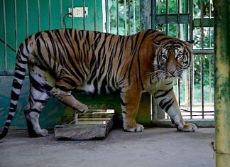 Nằm mơ thấy hổ vào nhà là hên hay xui, con số gì lộc?