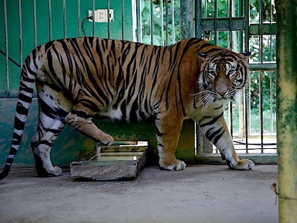 Ngủ mê thấy hổ vào nhà rồi bỏ đi