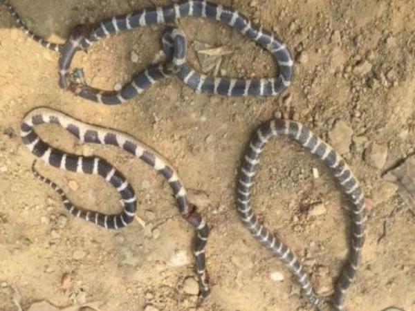 Mơ thấy nhiều rắn bò khắp nhà