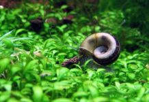 Nằm mơ thấy ốc có số gì tài lộc có điềm báo gì