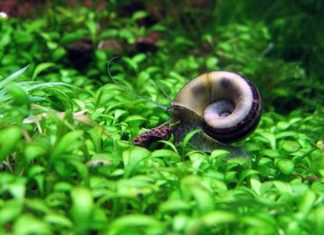 Nằm mơ thấy ốc có số gì tài lộc có điềm báo gì Nằm mơ thấy ốc có số gì tài lộc có điềm báo gì