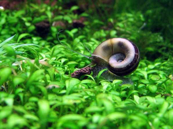 Nằm mơ thấy ốc có số gì tài lộc có điềm báo gì