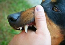 Nằm mơ thấy bị chó cắn là điềm gì, báo mộng xui hay hên? Nằm mơ thấy bị chó cắn là điềm gì, báo mộng xui hay hên?