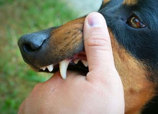 Nằm mơ thấy bị chó cắn là điềm gì, báo mộng xui hay hên? Nằm mơ thấy bị chó cắn là điềm gì, báo mộng xui hay hên?