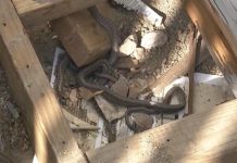 mơ thấy nhiều rắn trong nhà mơ thấy nhiều rắn trong nhà