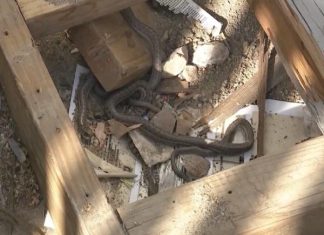 Giải mã nằm mơ thấy nhiều rắn trong nhà theo chuyên gia mơ thấy nhiều rắn trong nhà