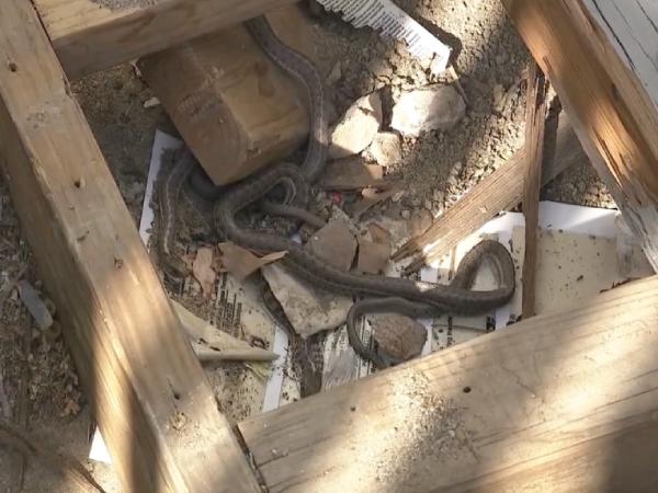 mơ thấy nhiều rắn trong nhà