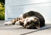 Bật mí nằm mơ thấy mèo vào nhà là điềm gì, con gì may?