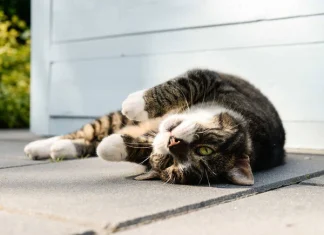 Bật mí nằm mơ thấy mèo vào nhà là điềm gì, con gì may? Bật mí nằm mơ thấy mèo vào nhà là điềm gì, con gì may?