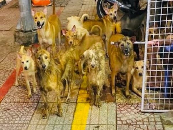 Nằm mơ thấy nhiều chó là điềm lành hay dữ?