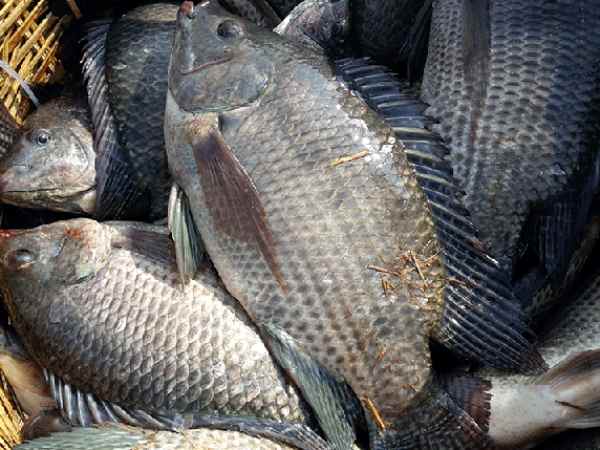 Giải mã con cá rô số mấy siêu chính xác?