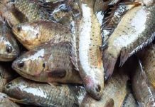 Phân tích ý nghĩa con cá rô số mấy trong quan niệm dân gian