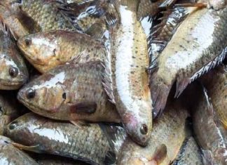 Phân tích ý nghĩa con cá rô số mấy trong quan niệm dân gian