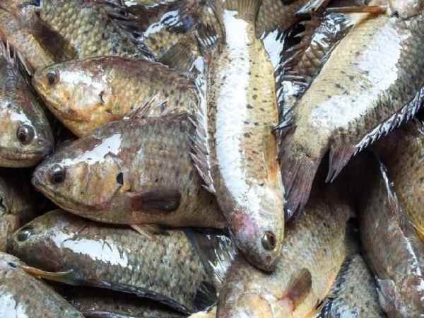 Phân tích ý nghĩa con cá rô số mấy trong quan niệm dân gian