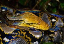 Con trăn là số mấy theo quan niệm dân gian?