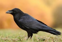 Lý giải con quạ số mấy, số bao nhiêu tăng tiến tài lộc?