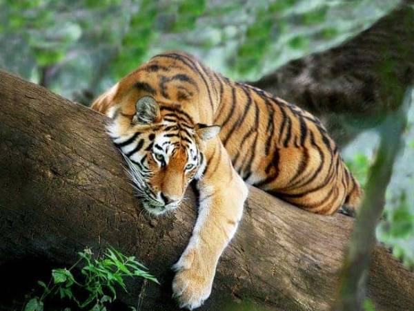 Tổng quan tử vi tuổi Mậu Dần ngày 8/4/2026