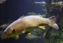 Hé lộ con cá chép số mấy, nằm mơ thấy cá chép là điềm gì? Hé lộ con cá chép số mấy, nằm mơ thấy cá chép là điềm gì?