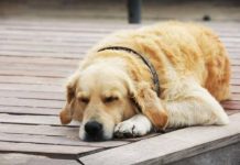 Sự thật đằng sau giấc mơ thấy chó vào nhà là điềm gì? Chiêm bao thấy chó vàng vào nhà