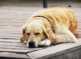 Sự thật đằng sau giấc mơ thấy chó vào nhà là điềm gì? Chiêm bao thấy chó vàng vào nhà