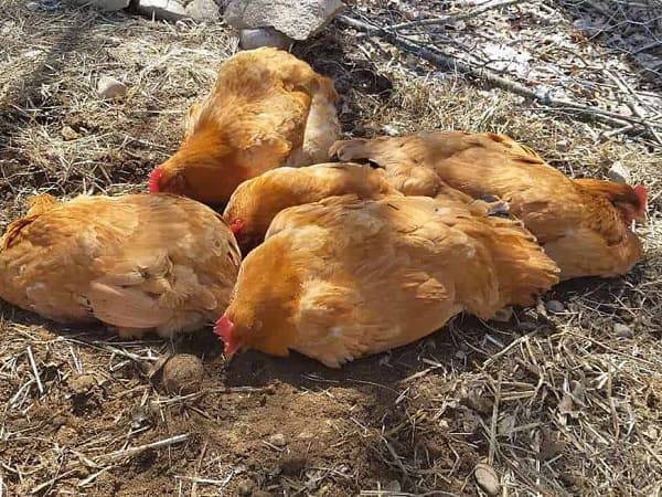 Ý nghĩa chung khi nằm mơ thấy gà chết là điềm báo gì?