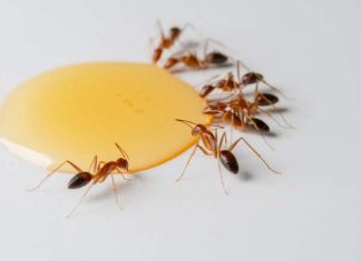 Khám phá bí ẩn giấc mơ thấy kiến và các con số đẹp đi kèm mơ thấy kiến