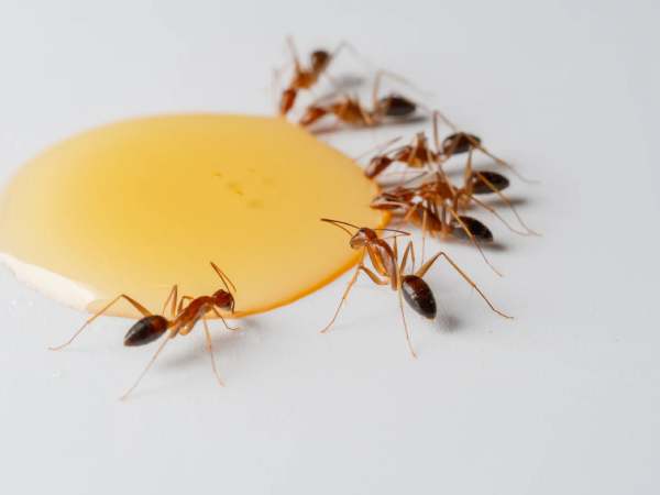 mơ thấy kiến
